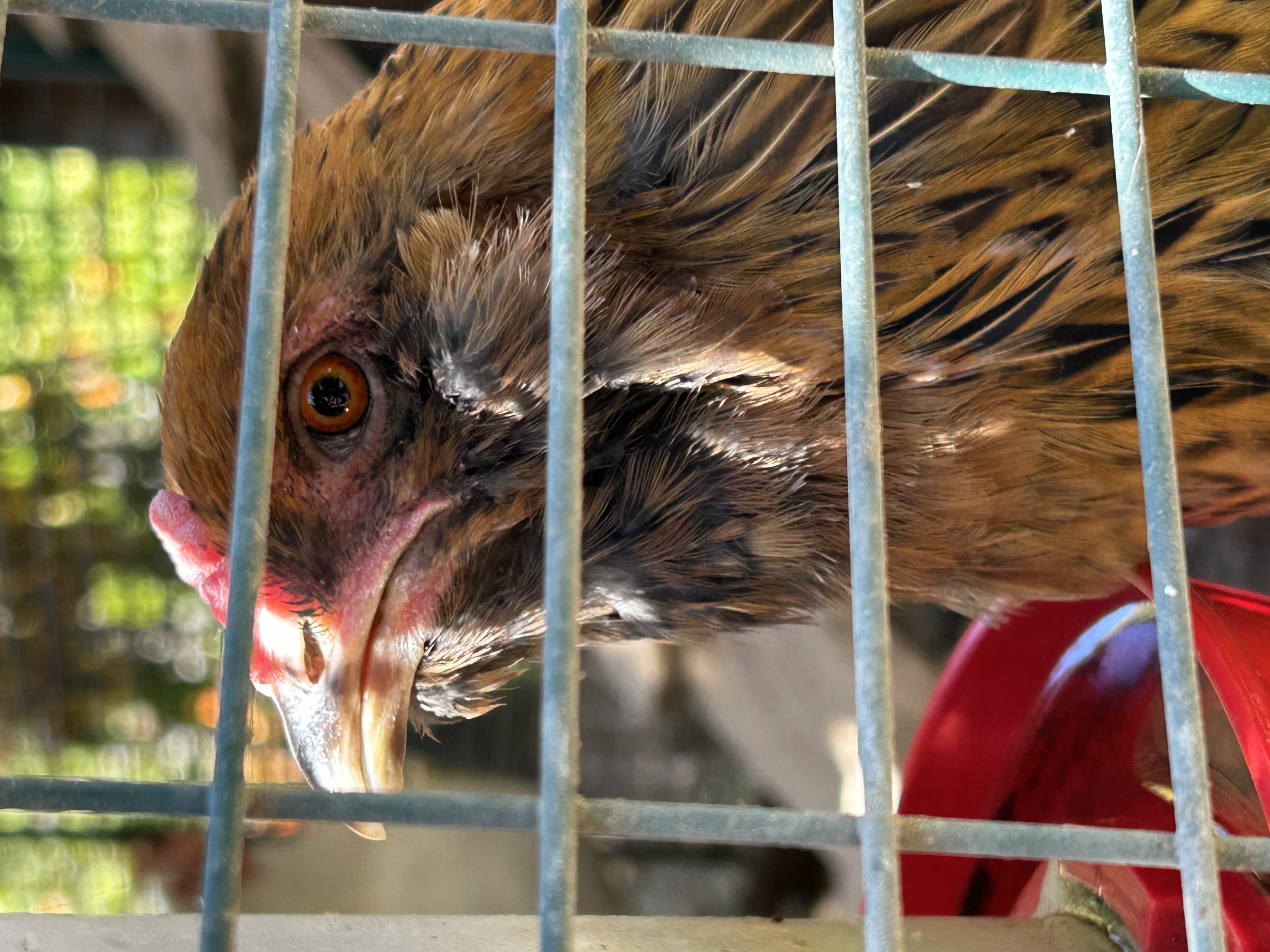 Chicken 1