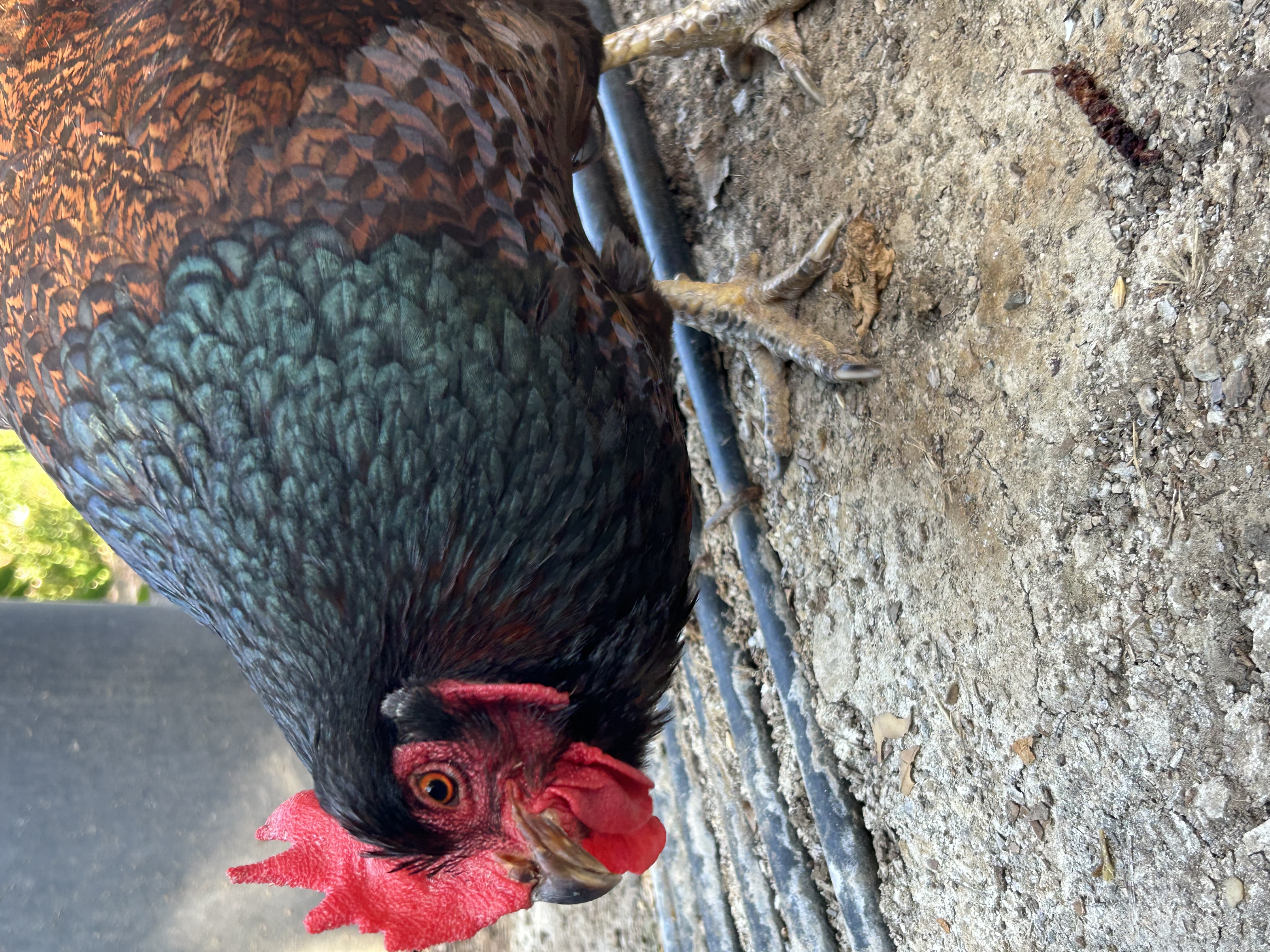 Chicken 2